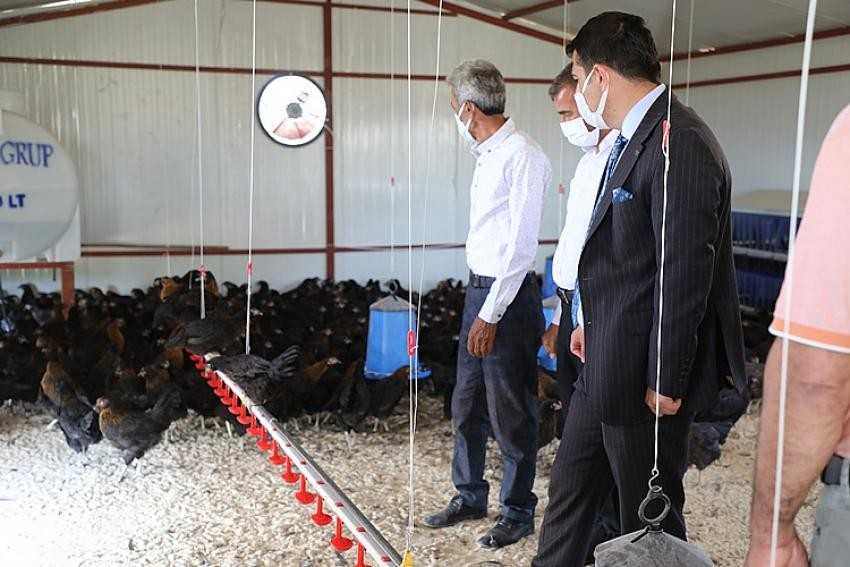 Hasankeyf'te yüzde 70 hibe ile 3 tavuk tesisi