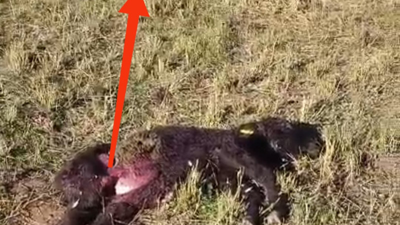 KINALI KÖYÜNDE KURT SALDIRISI