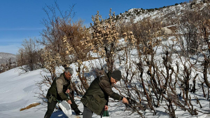 GERCÜŞ’TE YABAN HAYVANLARI İÇİN YEM BIRAKILDI