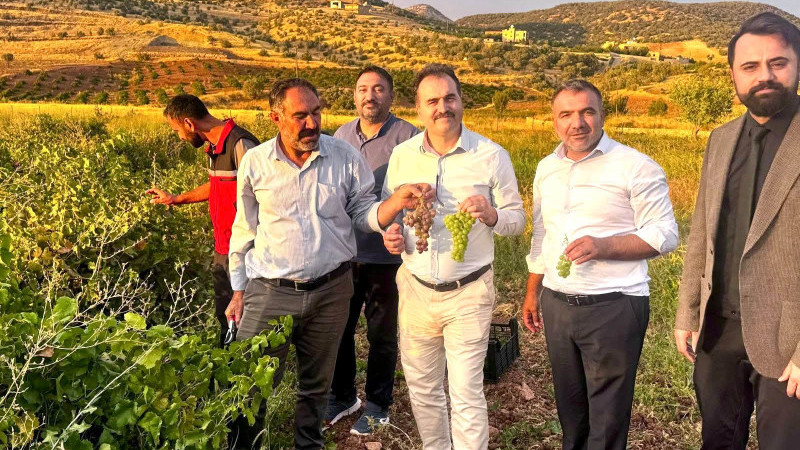 GERCÜŞ'TE BİNETAT ÜZÜMÜNDE HASAT SEVİNCİ