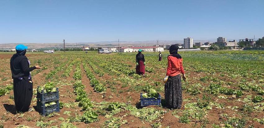 40 DERECE SICAKTA ÇALIŞIYORLAR