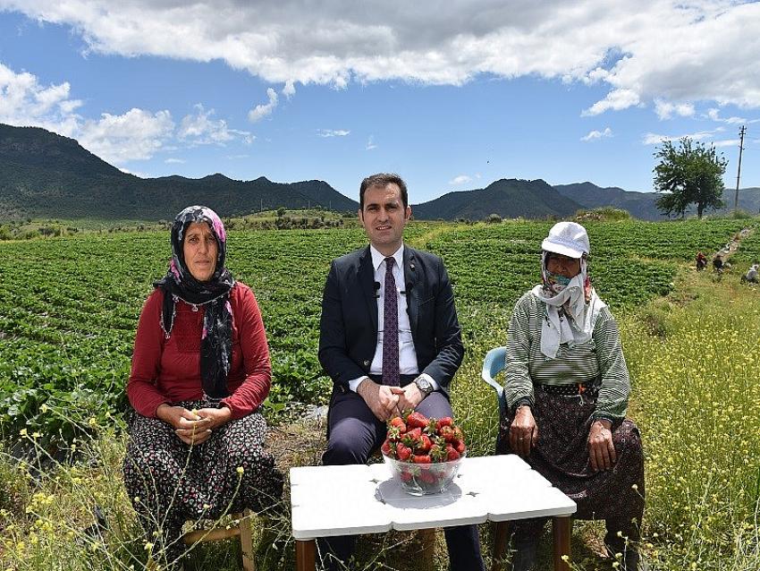 Çilek bahçesinde incelemelerde bulundu