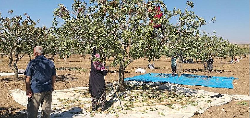 FISTIKTA FİYAT ARTTI, VERİM DÜŞTÜ