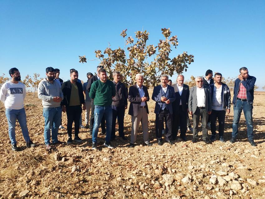 ‘Fıstık ağaçlarının bulunduğu yerde TOKİ yapılmamalı’