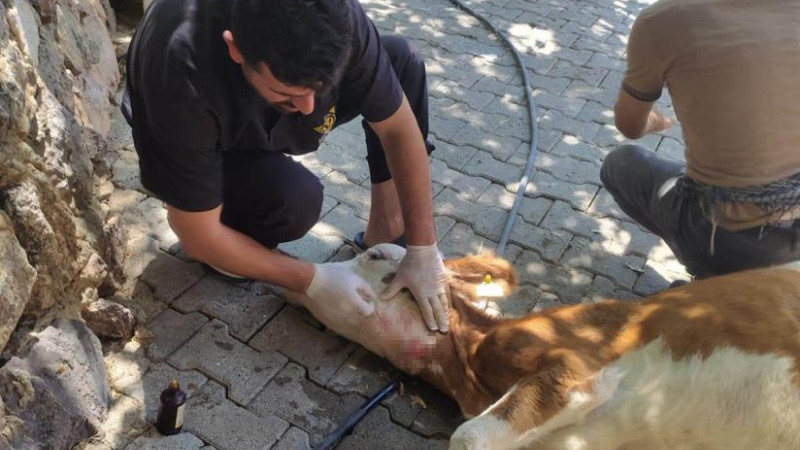 Sokak köpekleri besicilerin korkulu rüyası haline geldi  