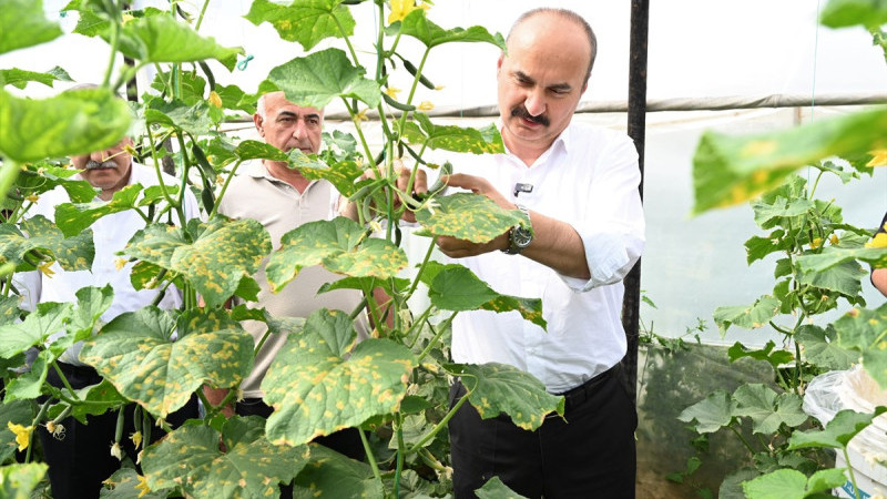 SALATALIK HASADI YAPILDI