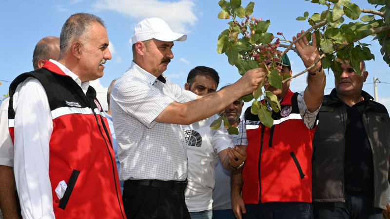 FISTIK HASADI ETKİNLİĞİ DÜZENLENDİ