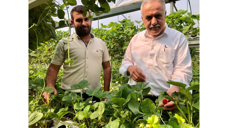 TOPRAKSIZ ÇİLEK TARLALARI DAHA AVANTAJLI