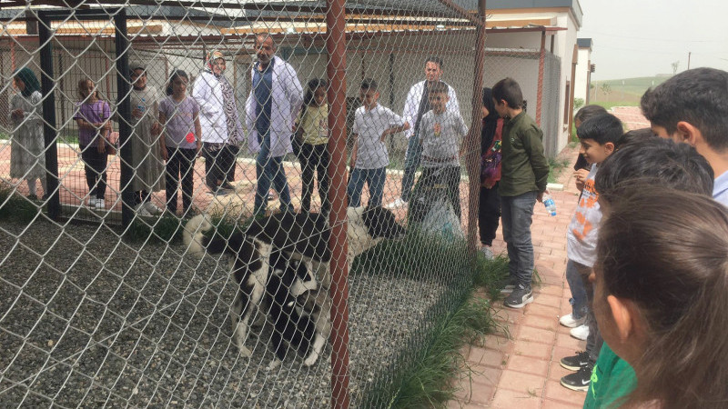 Belediyeden sokak hayvanlarına yönelik örnek çalışma