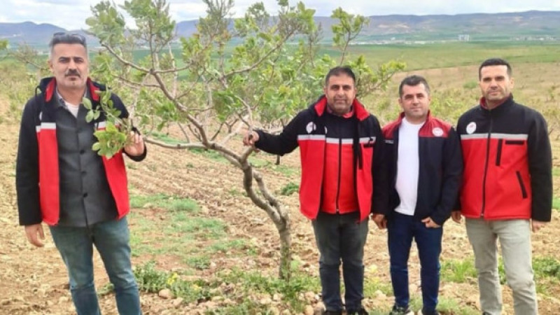 BATMAN’DA FISTIK VERİMİ ARTIRILIYOR