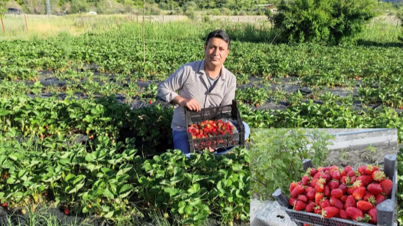 ÇİLEKTE İLK HASAT