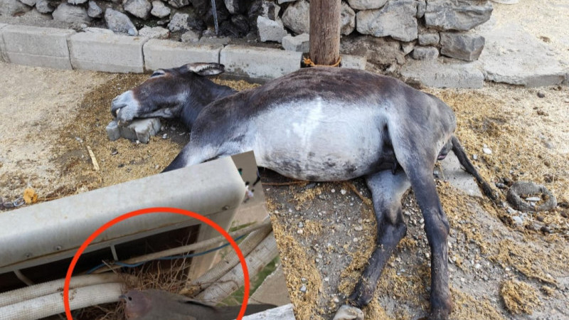 KUMRUYA MERHAMET, EŞEĞE İLGİSİZLİK