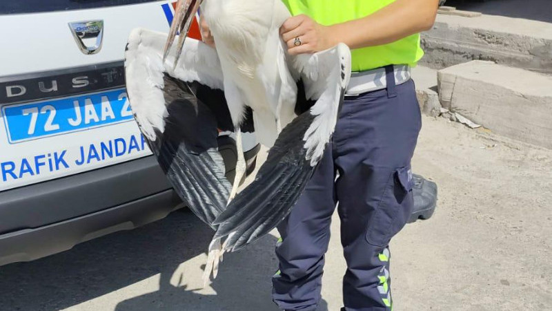 YARALI LEYLEK GÜVENDE!