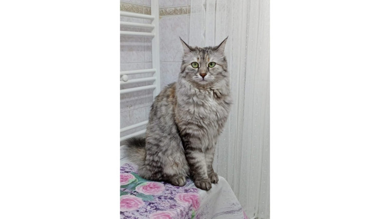GRİYİ BULANLARA 5 BİN TL ÖDÜL