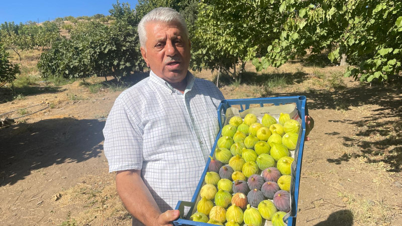 BEŞİRİ'DE İNCİR BEREKETİ
