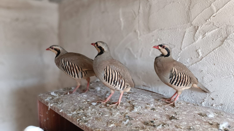 Sason’da doğaya salınan kekliklere katliam tepkisi