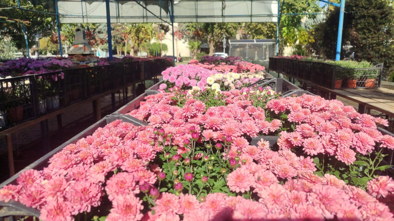 RENGARENK MEVSİM ÇİÇEKLERİ GÖRÜCÜYE ÇIKTI