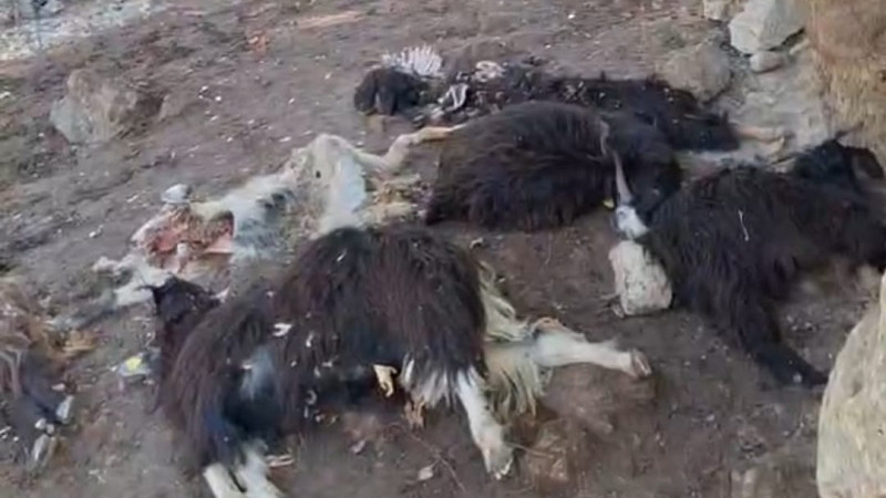 SASON’DA KURT SALDIRISI