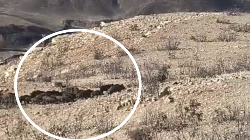 GERCÜŞ KÖYLERİNDE DOMUZ TEDİRGİNLİĞİ