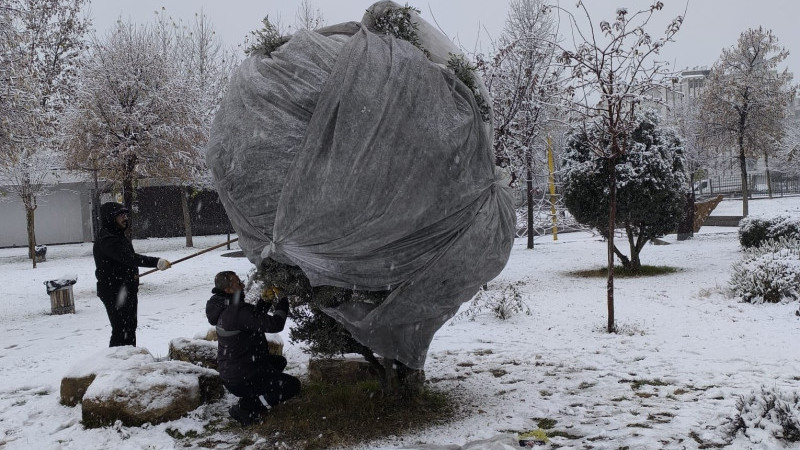 Belediyeden ağaçlara kış koruması