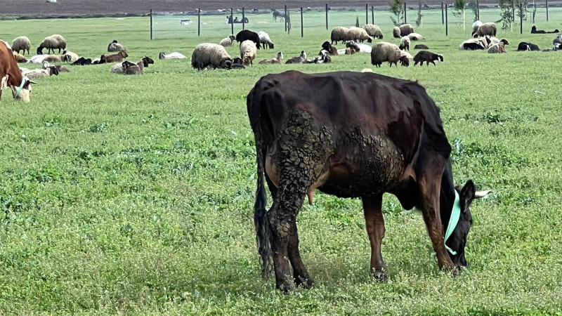 YAĞIŞLAR BESİCİLERİN YÜZÜNÜ GÜLDÜRDÜ