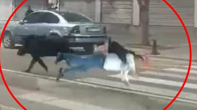 YABAN DOMUZU ETKİSİZ HALE GETİRİLDİ