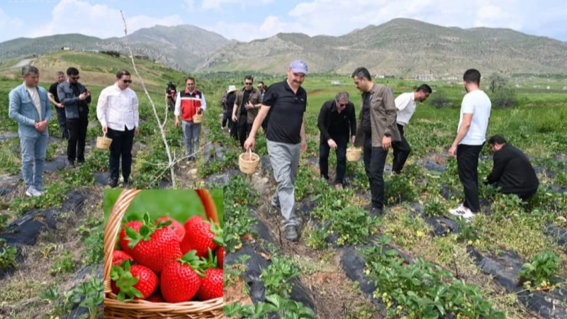 Sason’da Yılın İlk Çilek Hasadı Coşkusu