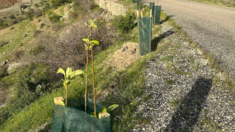 SASON’DA YOL GÜZERGAHLARINA MEYVE VEREN AĞAÇLAR