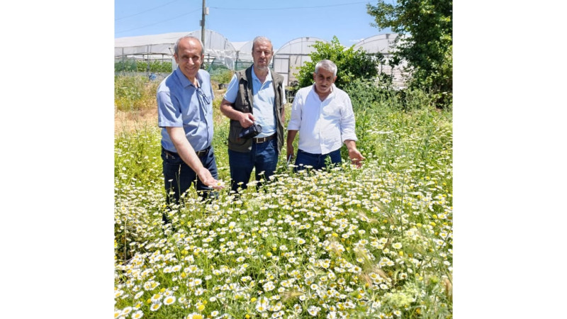BALPINAR’DA PAPATYA GÜZELLİĞİ