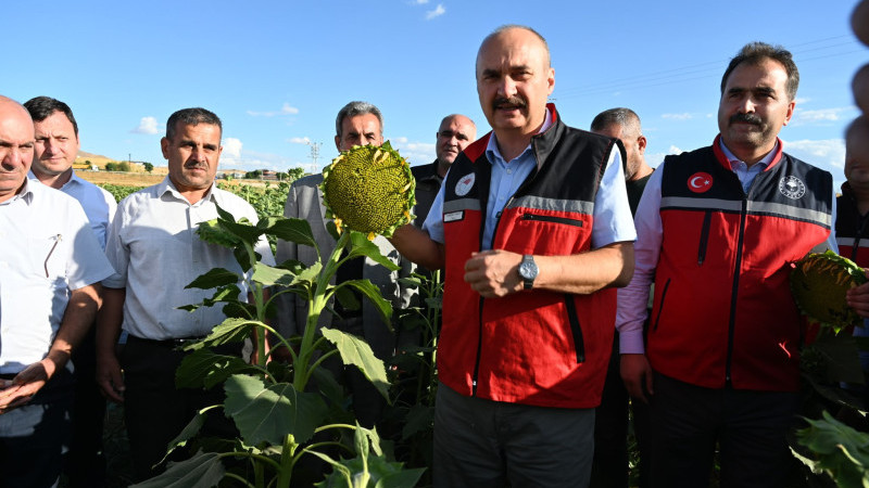 AYÇİÇEĞİNDE İKİNCİ ÜRÜN HAMLESİ