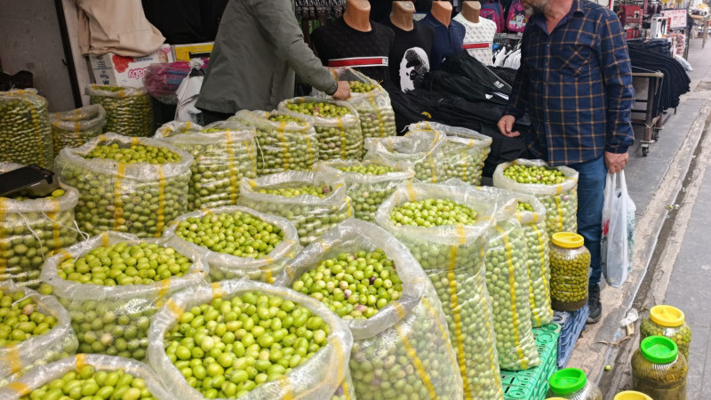 YEŞİL ZEYTİN SEZONU BAŞLADI : TEZGAHTA KİLOSU 100 LİRA