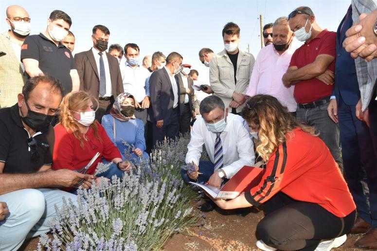 ‘Lavanta Batman'a çok yakıştı’