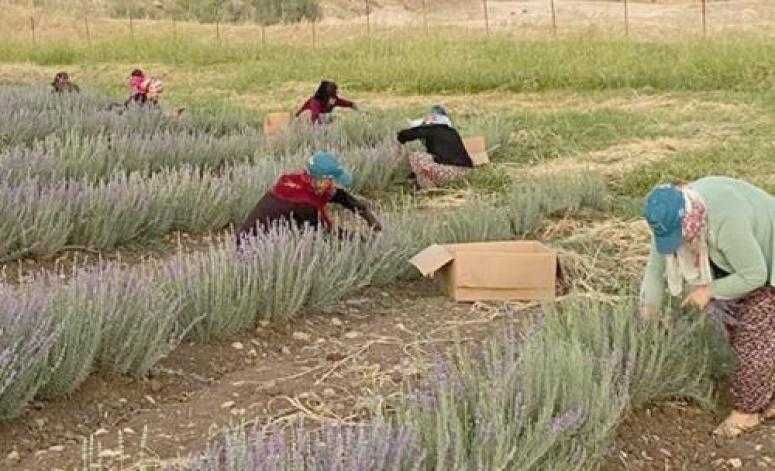 Lavantada ikinci hasat yapıldı