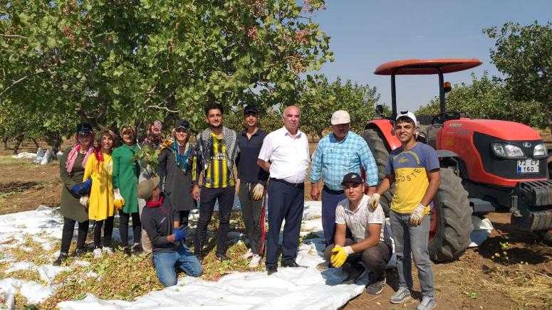 ‘Yeşil altın’da hasat zamanı